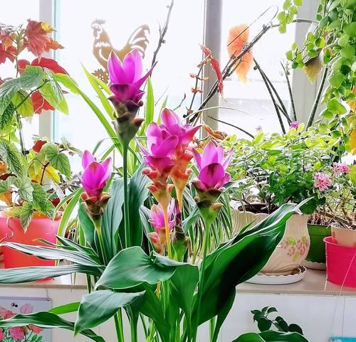 姜荷花什么时候开花?如何正确养护以促进花期? 姜荷花什么时候开花?如何正确养护以促进花期?