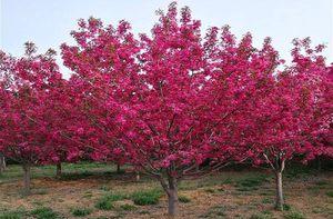 海棠树在风水中扮演什么角色?它有哪些吉祥寓意? 海棠树在风水中扮演什么角色?它有哪些吉祥寓意?