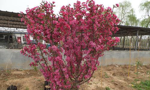 海棠树在风水中扮演什么角色?它有哪些吉祥寓意? 海棠树在风水中扮演什么角色?它有哪些吉祥寓意?