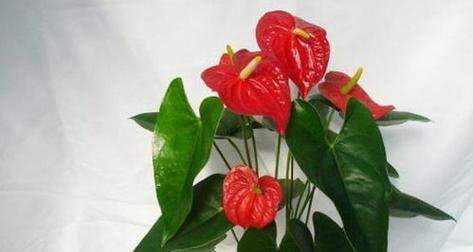 红掌分盆的最佳时机是什么时候？如何操作才能提高成活率？