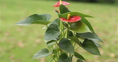 红掌分盆的最佳时机是什么时候？如何操作才能提高成活率？