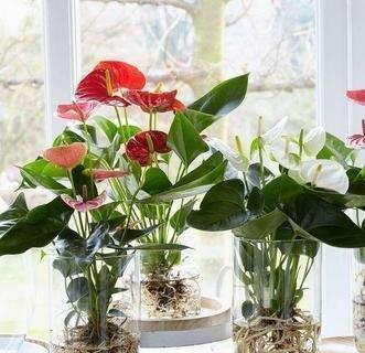 红掌分盆的最佳时机是什么时候？如何操作才能提高成活率？