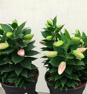 百合什么时候开花?不同品种的开花时间是几月份? 百合什么时候开花?不同品种的开花时间是几月份?