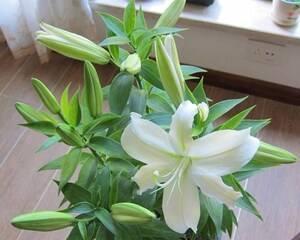 百合什么时候开花?不同品种的开花时间是几月份? 百合什么时候开花?不同品种的开花时间是几月份?