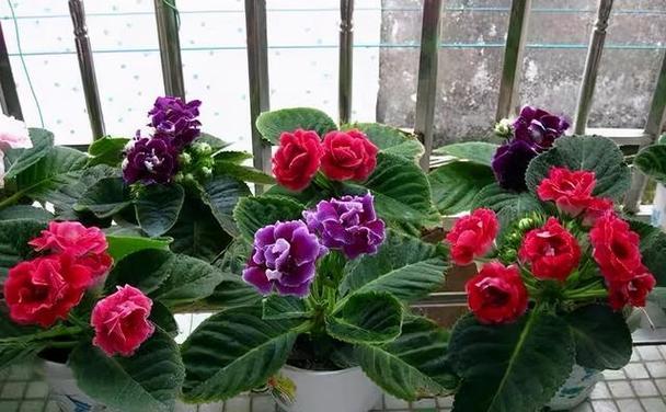 大岩桐养殖方法是什么？养殖过程中应注意哪些问题？