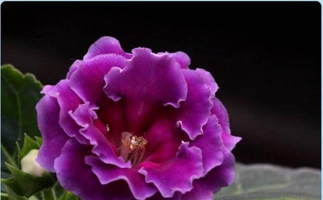 大岩桐养殖方法是什么?养殖过程中应注意哪些问题? 大岩桐养殖方法是什么?养殖过程中应注意哪些问题?