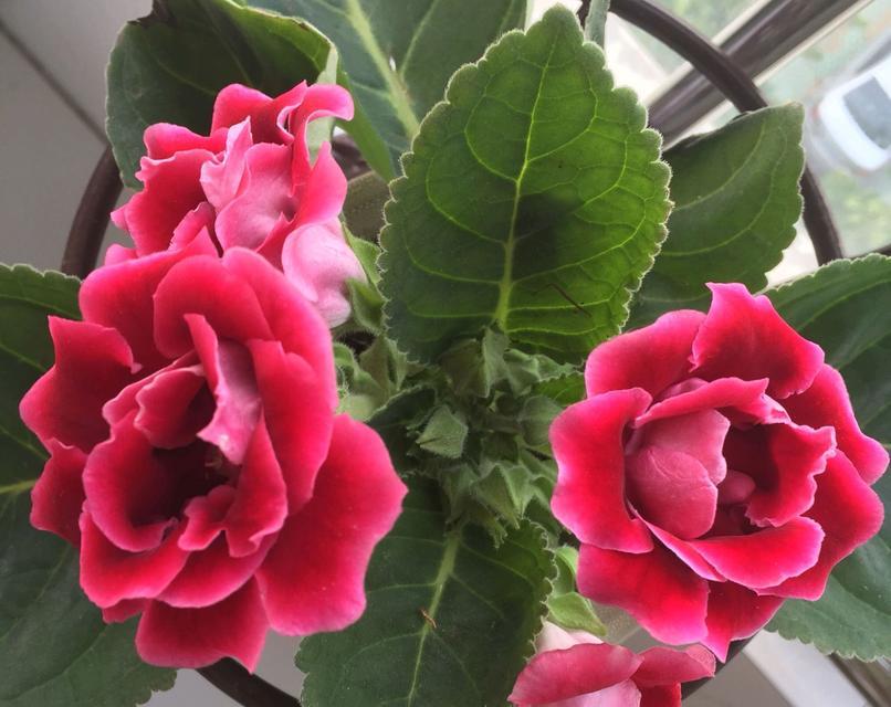 大岩桐养殖方法是什么?养殖过程中应注意哪些问题? 大岩桐养殖方法是什么?养殖过程中应注意哪些问题?