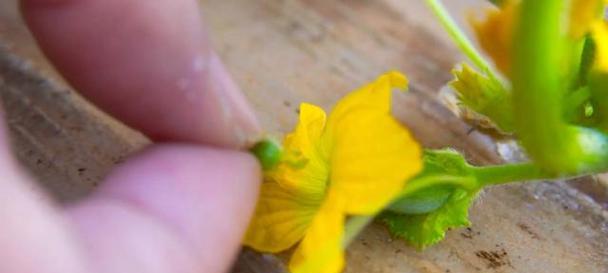 哈密瓜种子发芽需要多长时间?如何提高发芽率? 哈密瓜种子发芽需要多长时间?如何提高发芽率?