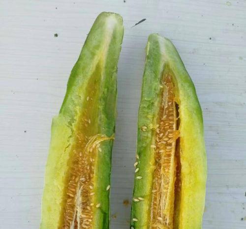 哈密瓜种子发芽需要多长时间?如何提高发芽率? 哈密瓜种子发芽需要多长时间?如何提高发芽率?