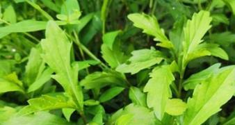 花生根有哪些神奇功效?如何正确食用花生根? 花生根有哪些神奇功效?如何正确食用花生根?