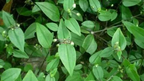 花生根有哪些神奇功效?如何正确食用花生根? 花生根有哪些神奇功效?如何正确食用花生根?