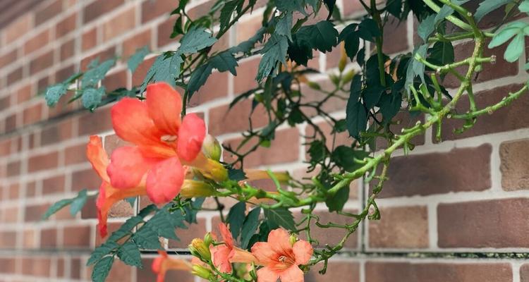 凌霄花冬天会冻死吗?如何在寒冷季节保护凌霄花? 凌霄花冬天会冻死吗?如何在寒冷季节保护凌霄花?