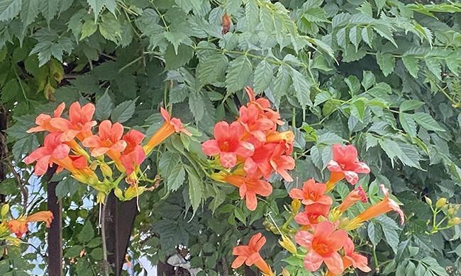 凌霄花冬天会冻死吗?如何在寒冷季节保护凌霄花? 凌霄花冬天会冻死吗?如何在寒冷季节保护凌霄花?