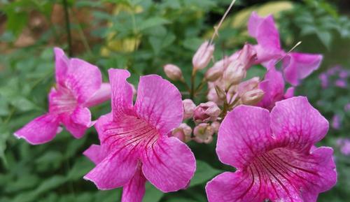 凌霄花冬天会冻死吗?如何在寒冷季节保护凌霄花? 凌霄花冬天会冻死吗?如何在寒冷季节保护凌霄花?