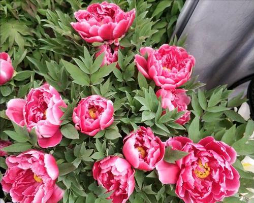 牡丹花什么时候种植最好?春季还是秋季? 牡丹花什么时候种植最好?春季还是秋季?