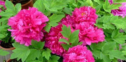 牡丹花什么时候种植最好?春季还是秋季?