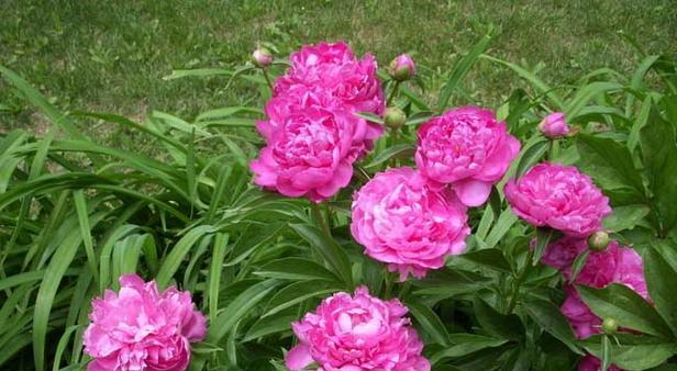 牡丹花什么时候种植最好?春季还是秋季? 牡丹花什么时候种植最好?春季还是秋季?