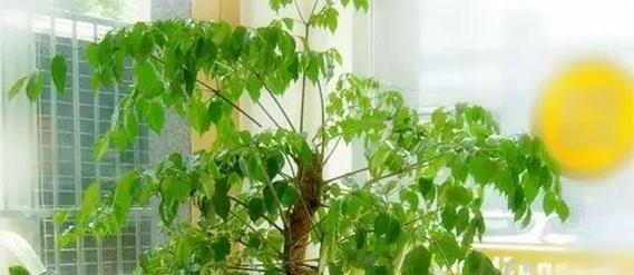 幸福花怎么养殖方法?有哪些注意事项? 幸福花怎么养殖方法?有哪些注意事项?