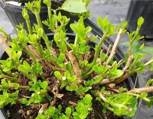 幸福花怎么养殖方法？有哪些注意事项？