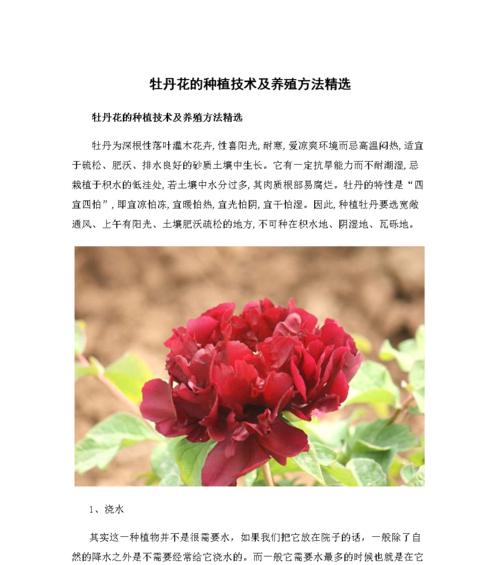 幸福花怎么养殖方法?有哪些注意事项? 幸福花怎么养殖方法?有哪些注意事项?