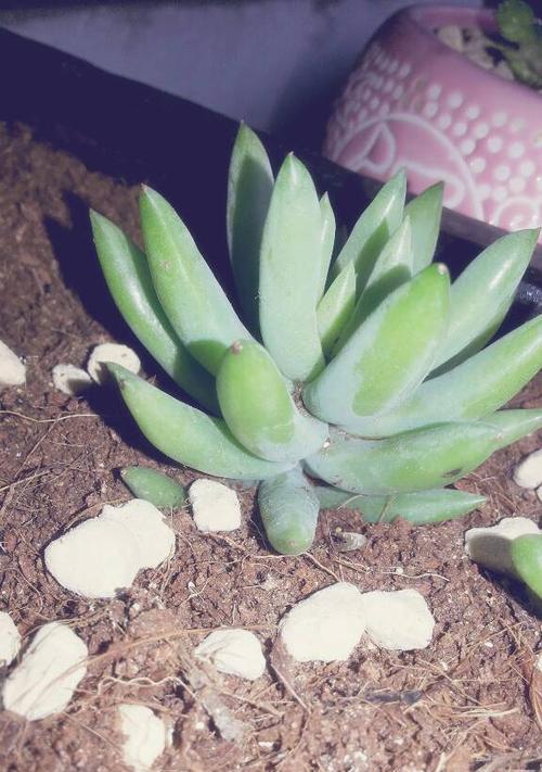 十二卷烂叶子是什么原因导致的?如何有效处理? 十二卷烂叶子是什么原因导致的?如何有效处理?