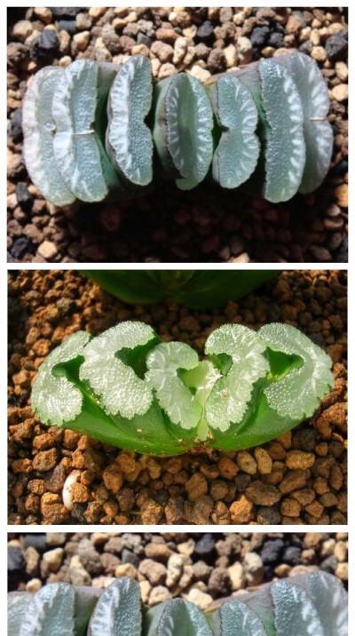 十二卷烂叶子是什么原因导致的?如何有效处理? 十二卷烂叶子是什么原因导致的?如何有效处理?