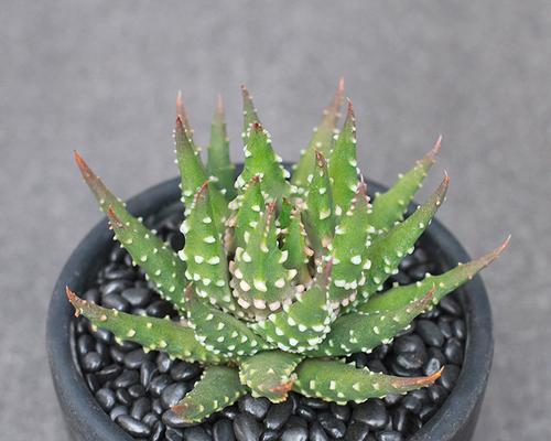 十二卷烂叶子是什么原因导致的?如何有效处理? 十二卷烂叶子是什么原因导致的?如何有效处理?