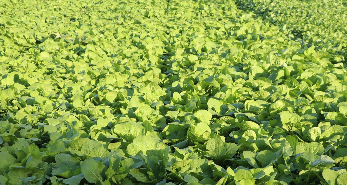 油菜种植的最佳时间是什么时候?有哪些高效种植方法? 油菜种植的最佳时间是什么时候?有哪些高效种植方法?