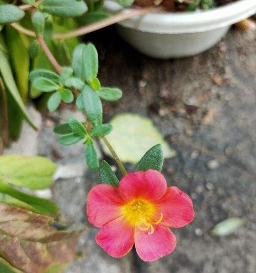 和马齿苋很像的植物是什么?如何区分它们?