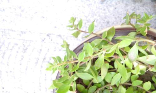 和马齿苋很像的植物是什么?如何区分它们? 和马齿苋很像的植物是什么?如何区分它们?