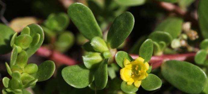 和马齿苋很像的植物是什么?如何区分它们? 和马齿苋很像的植物是什么?如何区分它们?