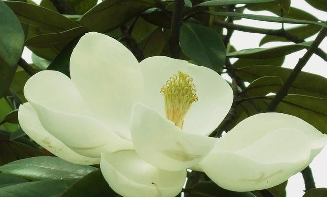 玉兰打什么药好?防治病虫害的有效方法是什么? 玉兰打什么药好?防治病虫害的有效方法是什么?