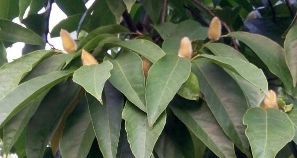 玉兰打什么药好?防治病虫害的有效方法是什么? 玉兰打什么药好?防治病虫害的有效方法是什么?