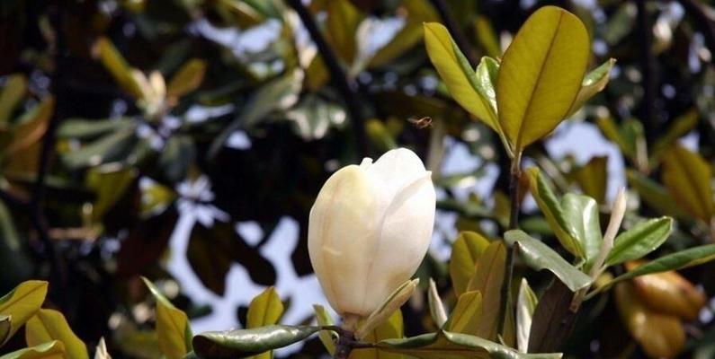 玉兰打什么药好?防治病虫害的有效方法是什么? 玉兰打什么药好?防治病虫害的有效方法是什么?