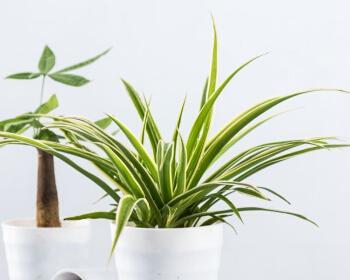 金边吊兰耐寒吗?如何在冬季保持其生长? 金边吊兰耐寒吗?如何在冬季保持其生长?