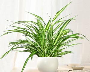 金边吊兰耐寒吗?如何在冬季保持其生长? 金边吊兰耐寒吗?如何在冬季保持其生长?