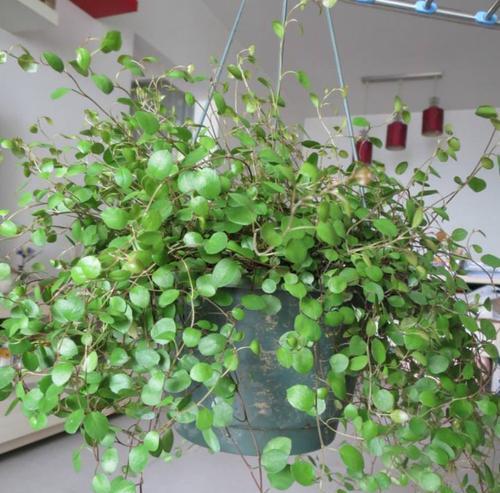 金边吊兰耐寒吗?如何在冬季保持其生长? 金边吊兰耐寒吗?如何在冬季保持其生长?