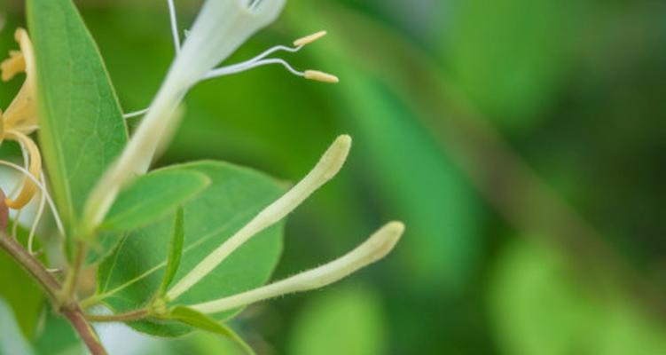 金银花修剪方法是什么？如何正确修剪金银花？