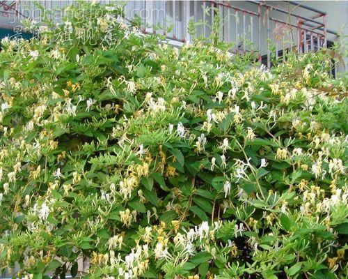 金银花修剪方法是什么？如何正确修剪金银花？