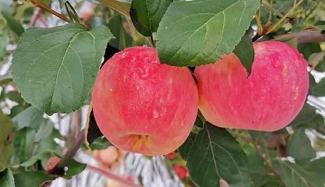 苹果什么时候成熟?如何判断苹果的最佳采摘时间? 苹果什么时候成熟?如何判断苹果的最佳采摘时间?