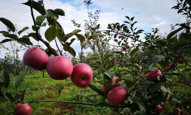 苹果什么时候成熟?如何判断苹果的最佳采摘时间? 苹果什么时候成熟?如何判断苹果的最佳采摘时间?
