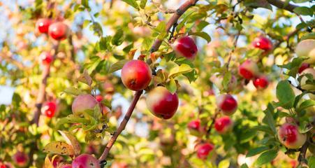 苹果什么时候成熟?如何判断苹果的最佳采摘时间? 苹果什么时候成熟?如何判断苹果的最佳采摘时间?
