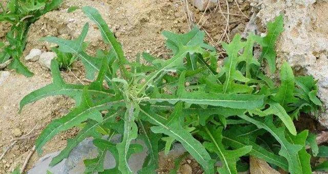 苦苣菜属于草本植物吗？它的分类和特性是什么？