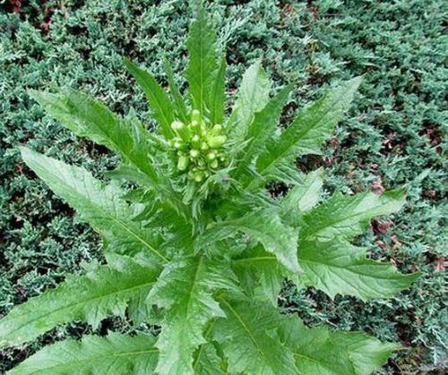 苦苣菜属于草本植物吗？它的分类和特性是什么？