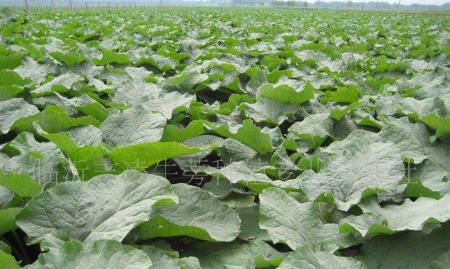 牛蒡种植的最佳地点是什么？在哪些气候条件下生长最好？