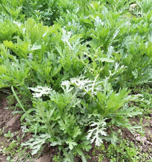 泥蒿在哪个季节最鲜美？如何挑选新鲜泥蒿？