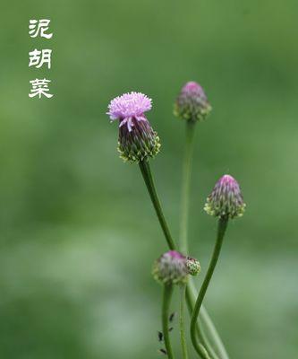 泥蒿在哪个季节最鲜美？如何挑选新鲜泥蒿？