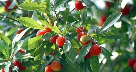 杨梅成熟的季节是几月?如何挑选新鲜杨梅? 杨梅成熟的季节是几月?如何挑选新鲜杨梅?