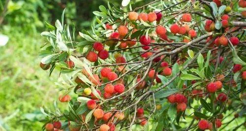 杨梅成熟的季节是几月?如何挑选新鲜杨梅? 杨梅成熟的季节是几月?如何挑选新鲜杨梅?