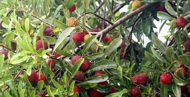 杨梅成熟的季节是几月?如何挑选新鲜杨梅? 杨梅成熟的季节是几月?如何挑选新鲜杨梅?